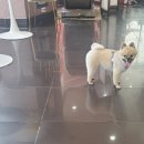 몽이묭실 이미지