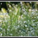 아침이슬 이미지