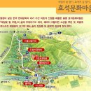 [모객중] 봉평 메밀꽃축제 &amp; 대관령양떼목장 &amp; 허브나라농원 당일여행 이미지