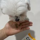 베이크핏 | [사료] 오븐베이크 사료 닥터맘마 케어핏 브레스 강아지사료 추천템 찬이 급여 후기