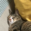 맛사랑 쭈꾸미 이미지