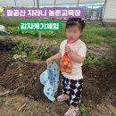 팔공산몰 | 대구 팔공산 자라니 농촌교육장 감자캐기