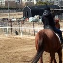 인천 승마장 이미지