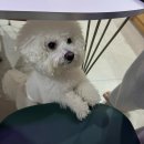 퐃 | 여주 애견동반 독채 숙소 퐃 후기｜넓은 마당, 프라이빗 숙소 추천🐶