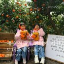 보내다제주 | 제주 서귀포 아이랑 감귤 따기 체험 , 보내다 제주 내돈내산 후기