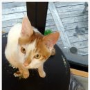 짱가마트 이미지