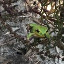 수원-1977 이미지