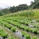 무주농장 이미지