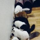 노르웨이숲 - 서산시 안견로 235 | 노르웨이숲