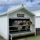 항구목장 | 우동카덴, 비 오는날 가기 좋은 분좋카 야원, 아침미소목장, 인디언썸머 후기, 바쁘다 바빠 제주도여행(3)