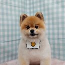 펫피파니 이미지