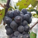 알마니농장 이미지