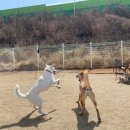 성남애견 이미지