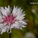 마이빌고시텔