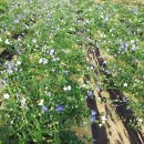 이해수농장2 이미지