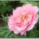 수일여자중학교 이미지