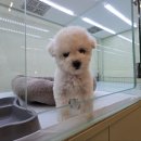 이쁜강아지 이미지