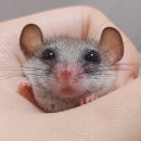 로던트클럽 강서마곡점 이미지