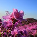 [울산세명여행사/코스소개] 합천 황매산 철쭉축제 이미지