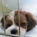 다사종합동물병원 이미지