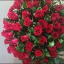 샤론의꽃 이미지