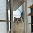 젤로돌스 이미지