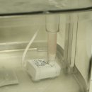 오로라 - 동래구 | 페스룸 오로라 식기 후기｜고양이·강아지 물그릇 바꾼 이유