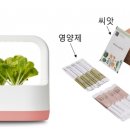 홀씨앗 이미지