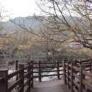 산수유꽃담길평촌 영농조합법인 이미지