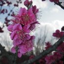 매화농장 이미지