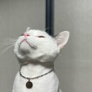 메모리펫