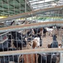 고리봉농장 이미지