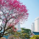 숙부님들이 직접 찍은 꽃🌹🌸사진을 올려주시긔 이미지