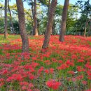 "꽃길 따라 걸어볼까?"...선선한 바람 속 가을 정취 가득한 꽃무릇 여행지 BEST 4 추천 이미지