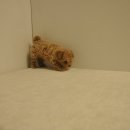 유올펫 강아지고양이 청주점 이미지