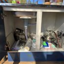 도그 팰리스 이미지