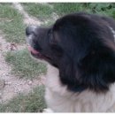 청림동물병원 이미지