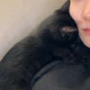 펠리스빼로 | 11월 :: 1차_당고모음.zip