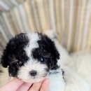 토이파티 이미지