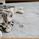 위드동물병원 이미지