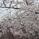 여의서로 | [여의도벚꽃축제] 여의서로(구 윤중로)와 국회 강변서재 방문 후기 🌸2026.4.1.