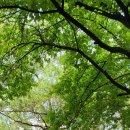 구갈레스피아공원 이미지