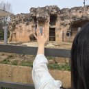 동물의 왕국 | 서울어린이대공원 (벚꽃 명소이자 동물의 왕국/주차/관람시간/입장료)🌸🐘