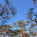 소나무숲 | 춘천 카페 추천 소울로스터리 내돈내산 후기 | 춘천여행 가볼만한곳 소나무숲