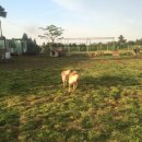 제주애견학교 이미지