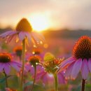 Unwind &amp; Relieve Stress with 🌵 Tranquil Nature Sounds &amp; Relaxing Music 이미지
