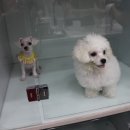 나눔동물병원 이미지