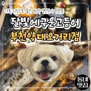 구운오거리 | [한입로그] 부천 약대오거리 화덕 생선구이 맛집, 달빛에 구운 고등어 솔직후기