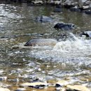 잉어물놀이 이미지