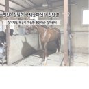 정철희 국제승마센터 | [천안/부대동] 천안승마센터 "정철희 국제승마센처 천안점" 체험후기!